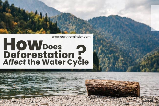 How Does Deforestation Affect the Water Cycle?