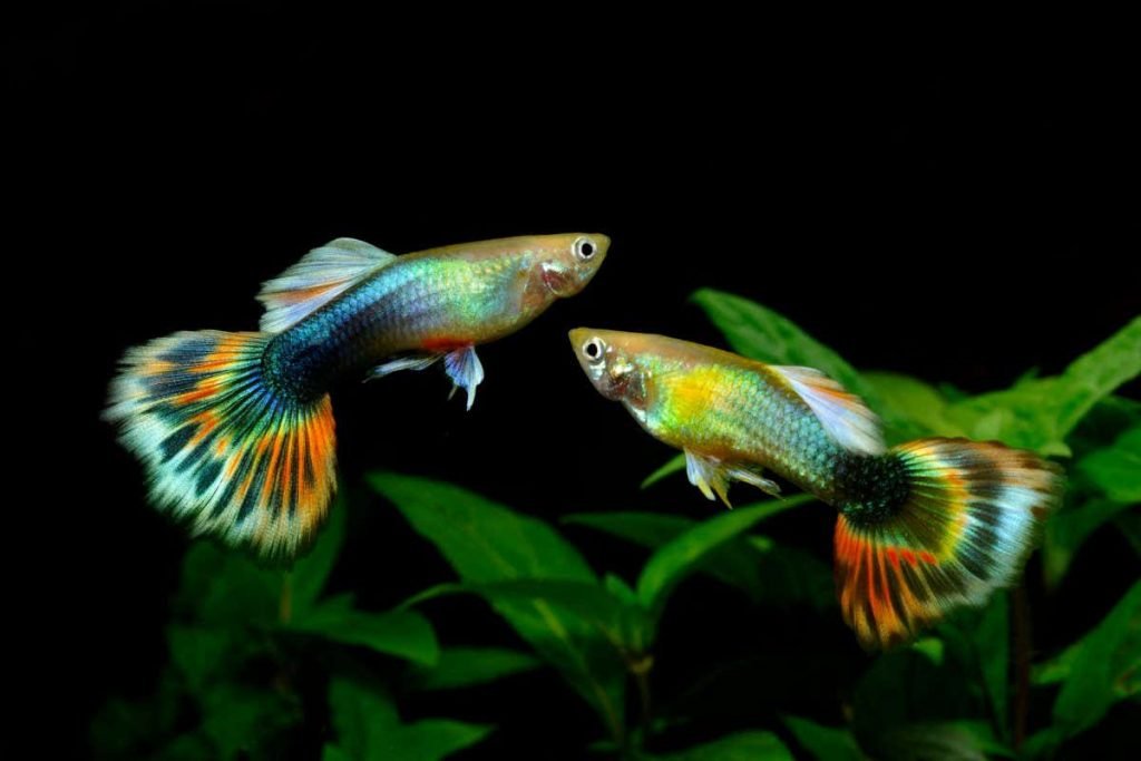 Guppy fish can see optical illusions – but not in the same way we do