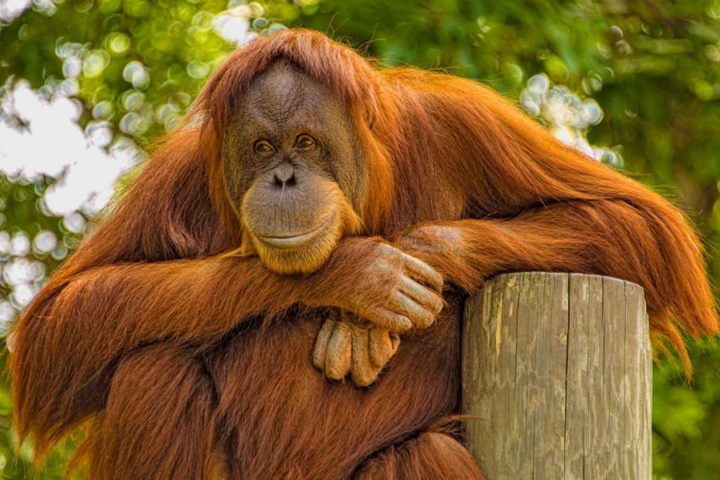 Orangutans can learn how to use stone tools as hammers and knives