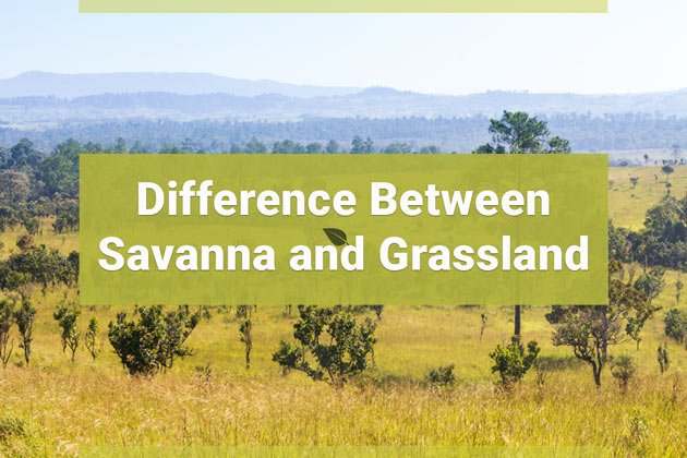 Difference Between Savanna and Grassland