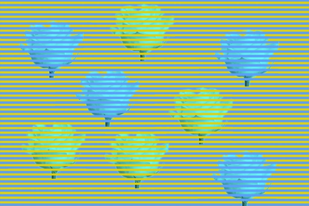 Head-scratching optical illusion appears to show blue & green roses but they are the same color – here’s the trick