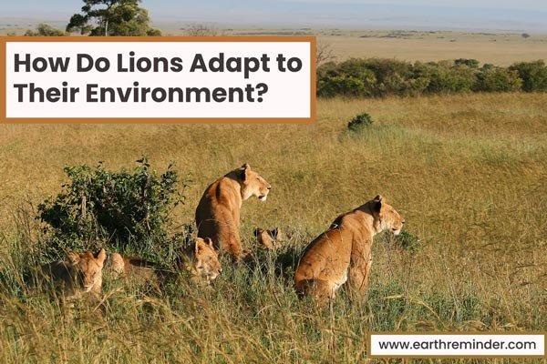 How Do Lions Adapt to Their Environment? 