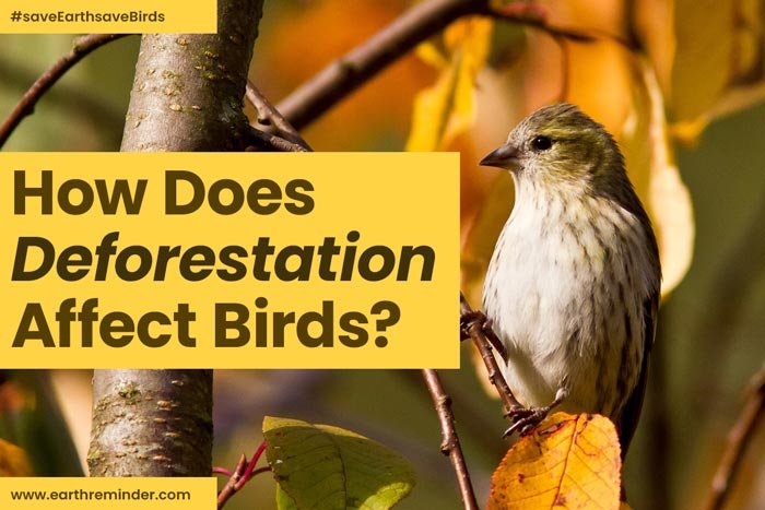 how-does-deforestation-affect-birds