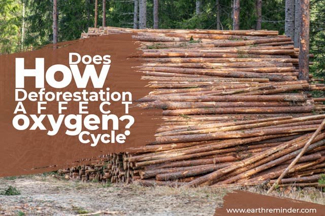how-does-deforestation-affect-oxygen-cycle