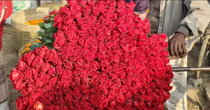 New Valentine’s Day gift Tulip, hope to sell flowers worth Tk 25 crore